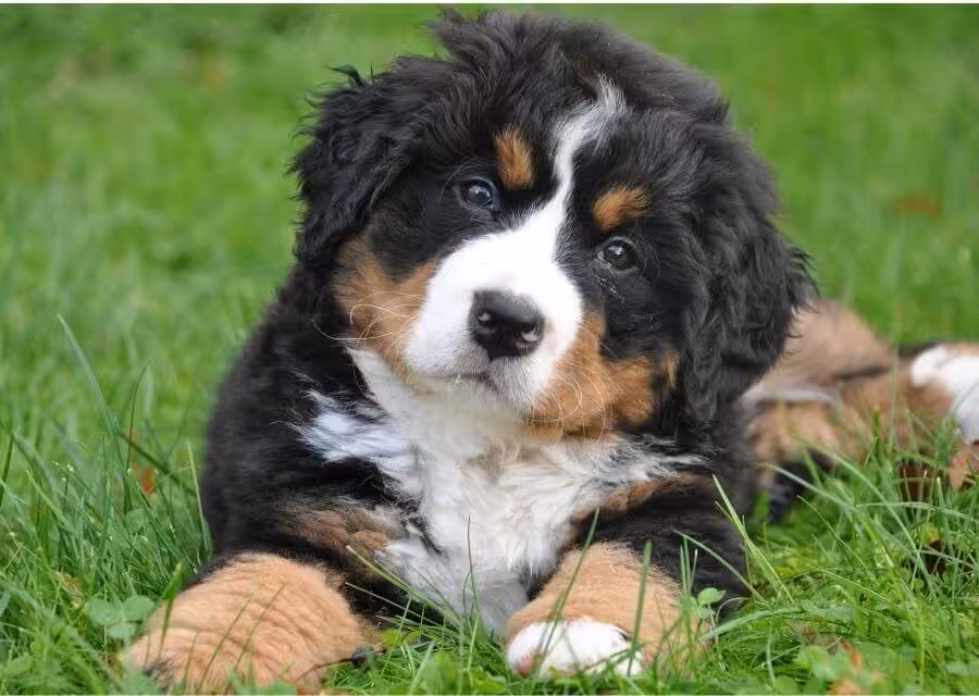 black and white dog playing with plush toy in modern living room